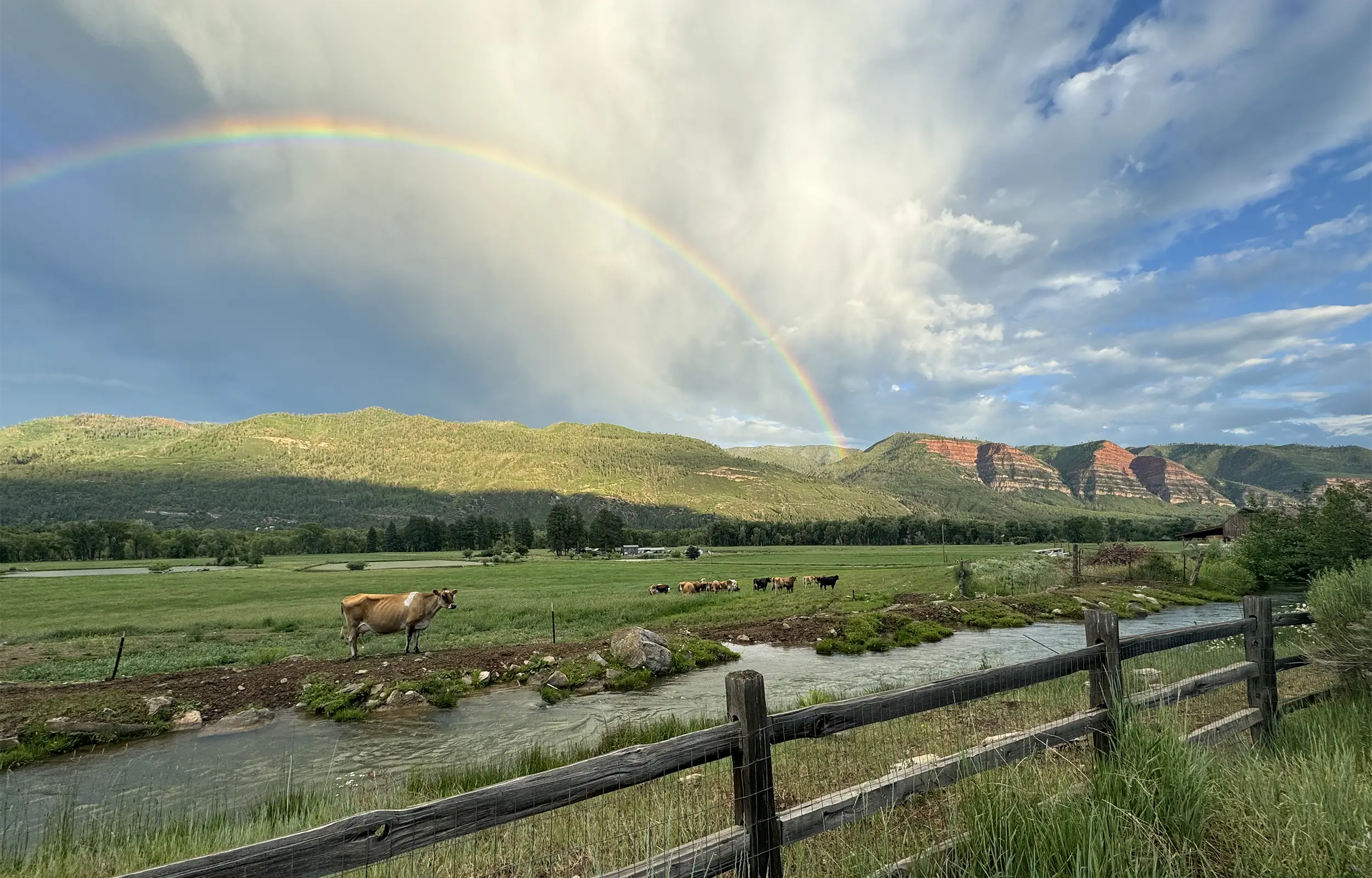 James Ranch with with a rainbow over cow herd.